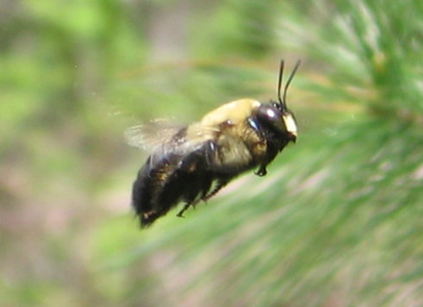 carpenter bee