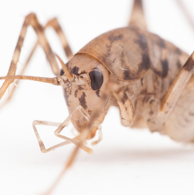 Greenhouse camel cricket (Diestrammena asynamora). Photo credit: Lauren Nichols, YourWildlife.org. Click to enlarge.