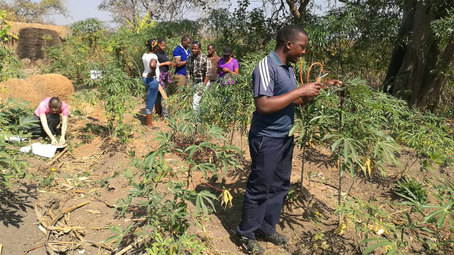 调查组收集植物和粉虱样品，同时与坦桑尼亚蒙巴外的农民交谈。照片学分：Joseph Ndunguru。