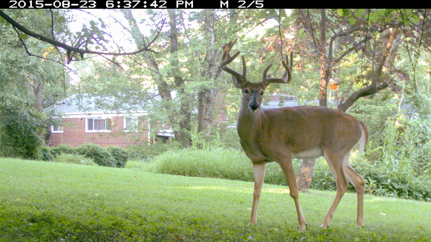鹿面向相机，在背景中可以看到一个家。