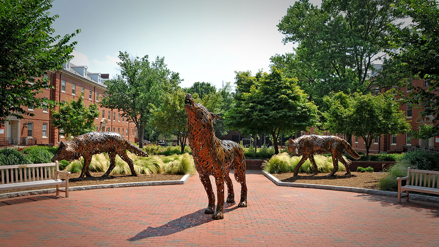 在NC州的狼广场的铜狼雕象