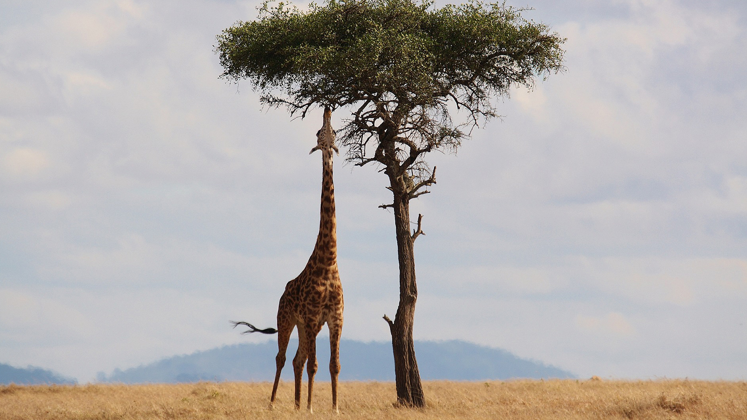肯尼亚长颈鹿和树的照片。