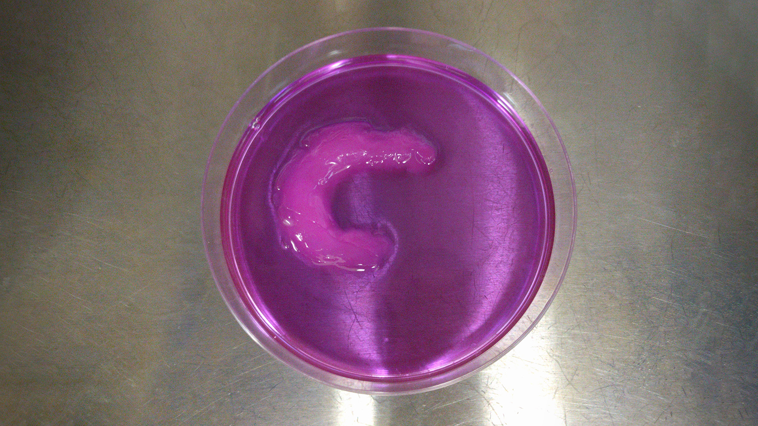 在培养皿中的3D生物打印半月板