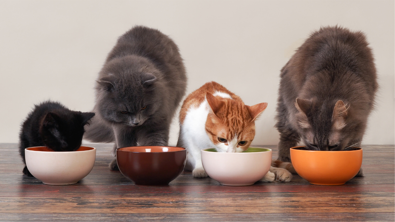 四只猫在吃食物