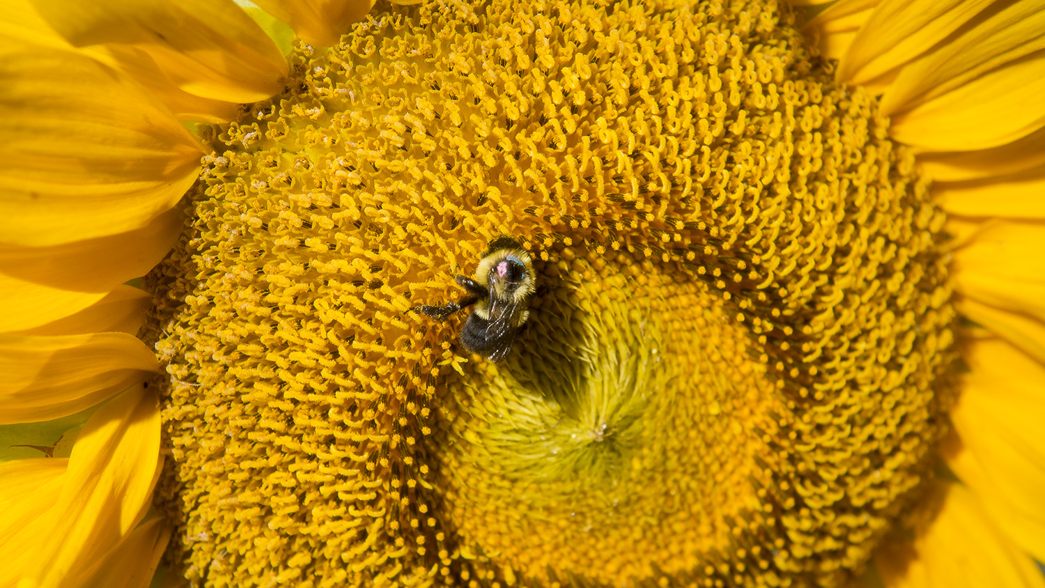 大黄蜂在向日葵上。