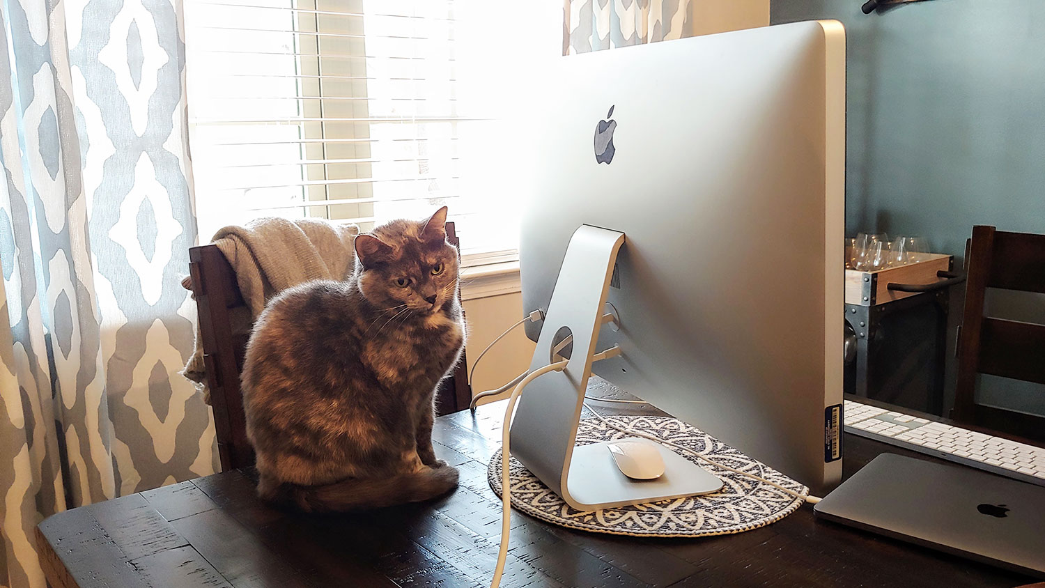 坐在电脑旁边桌子上的猫