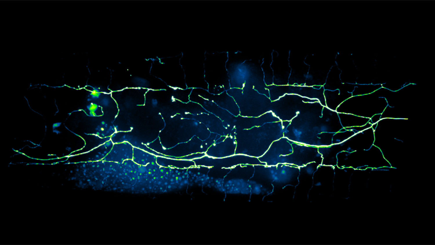 在C.秀丽隐杆线的神经元的霓虹灯地图
