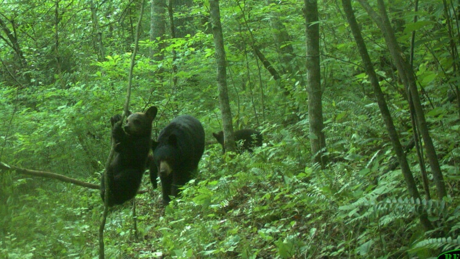 北卡罗莱纳的摄像机捕捉到了黑熊。