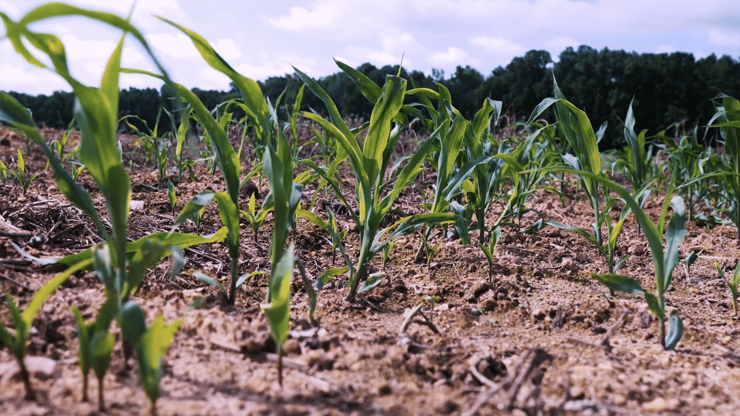 Rows of green crops grow in a field.