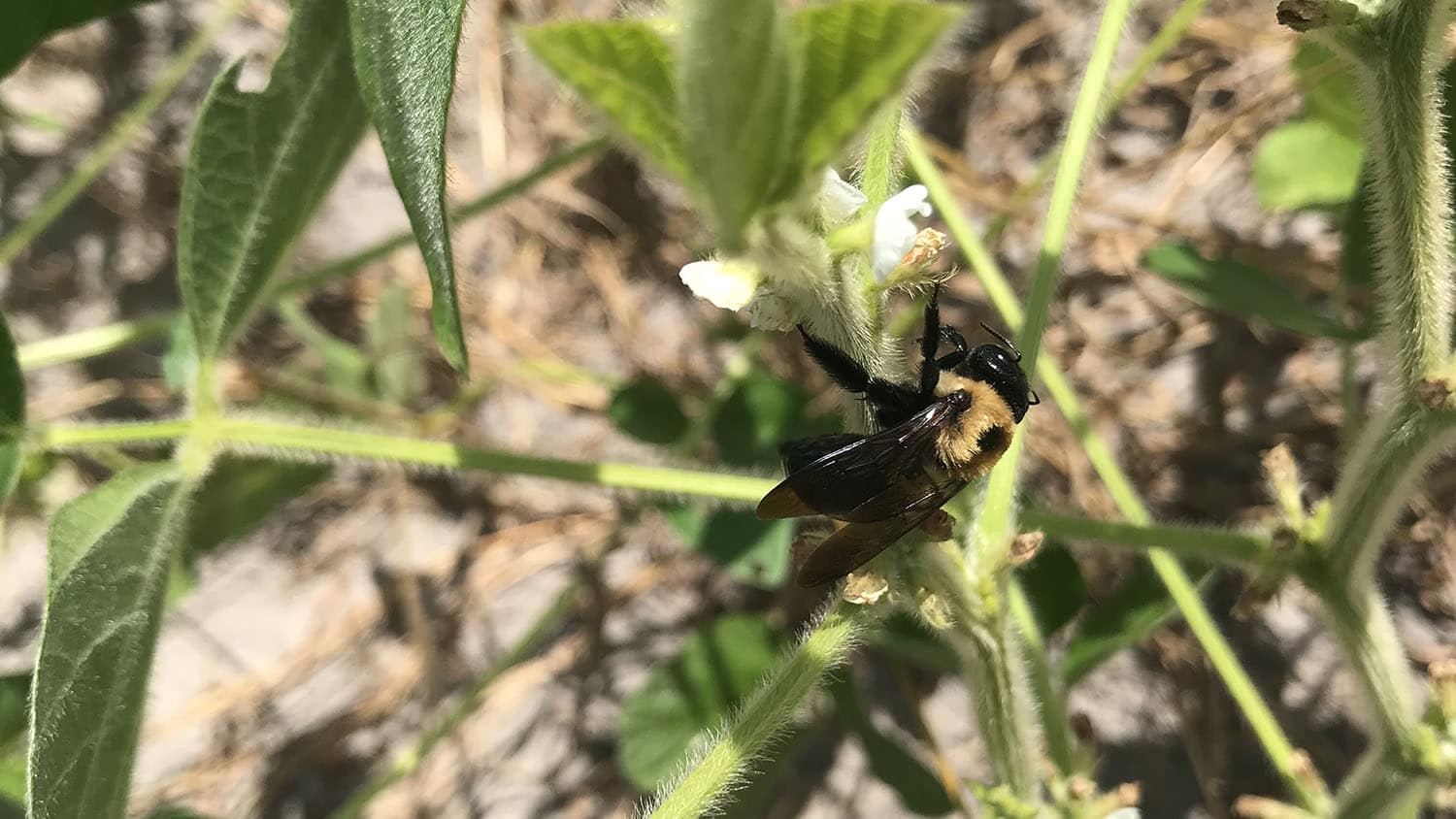 carpenter bee on a soybean flower