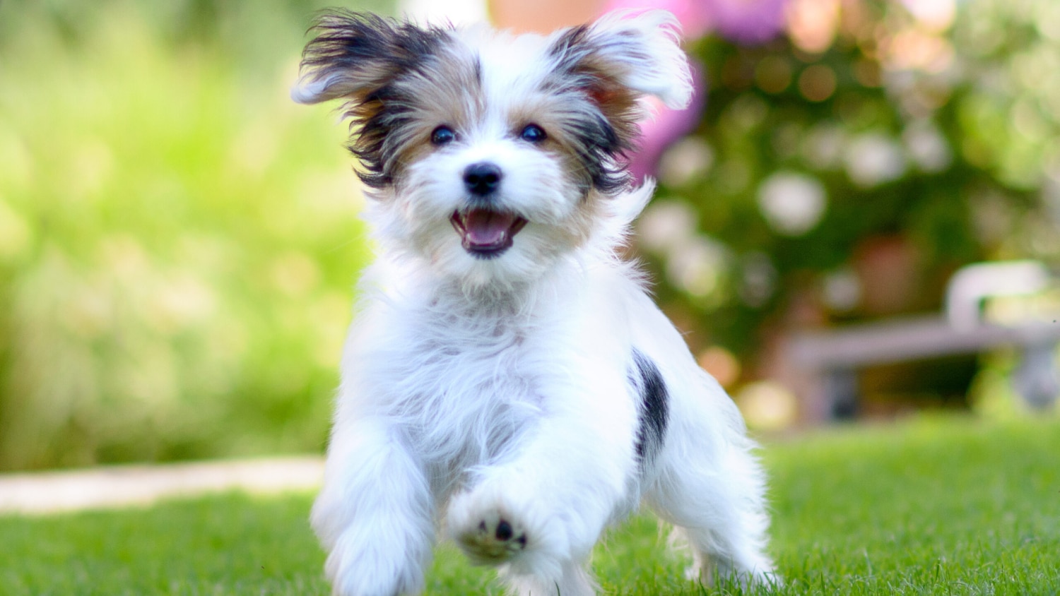 一只可爱，快乐的小狗在夏天在充满活力的绿草上奔跑时动弹。