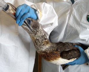 北方塘鹅正在被喂养