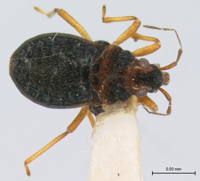 Click here for more info on the Velvet Water Bug.