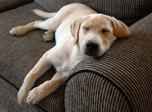 金毛猎犬睡在沙发上