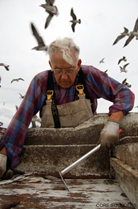 l。j。哈迪分类虾。