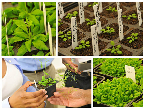 植物研究拼贴画