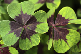 冒名顶替者！Oxalis tetraphylla。（图片由http://de.hortipedia.com/wiki/datei:oxalis_tetraphylla_leaves_photo_file_539kb.jpg）