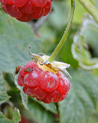 斑点翼醋苍蝇在覆盆子上相遇。