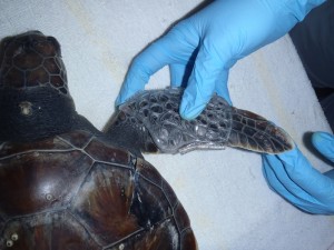 Augie fitting splint