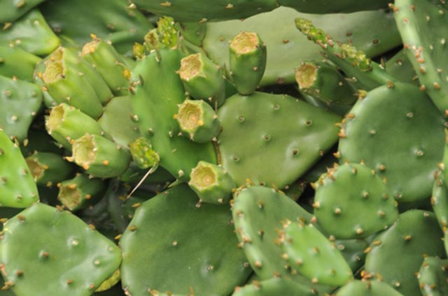 在Pinehurst 2号的新杂草中，有一些本土植物，如东部刺梨、松茸和藜草。