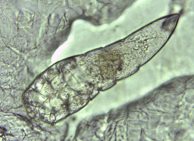 混合短。图片:丹·费格斯和梅根·托姆梅斯。点击放大。