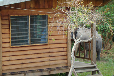研究营的研究员小屋。注意背景中的来访者(和平访问时)。照片来源:斯蒂芬妮·舒特勒。