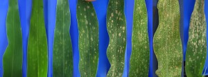 玉米植株