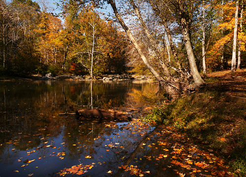 伊诺河州立公园的秋叶