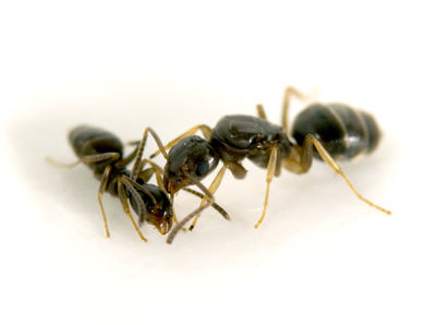 臭屋蚁(Tapinoma sessile)是公园和森林中最常见的蚁种，但在街道中间却没有。点击放大。图片来源:阿德里安·史密斯