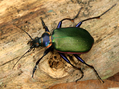 Fiery Searchers（如此）是露虫的天然捕食者。照片学分：Cotinis，Via Flickr。单击以获取更多信息。
