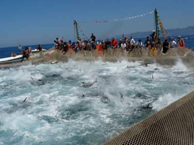 Bluefin金枪鱼钓鱼在撒丁岛，意大利。照片由Stefano Longo提供。