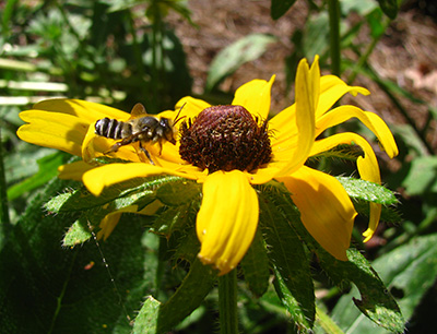 照片学分：Elsa Youngsteadt。