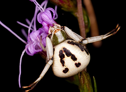 螃蟹蜘蛛（Thomisidae）经常坐在鲜花和植被等待用张开的武器，以便在达到范围内。伸出的武器让他们看起来像螃蟹，因此他们的共同名字。照片信用：MATT BERTONE。点击放大。