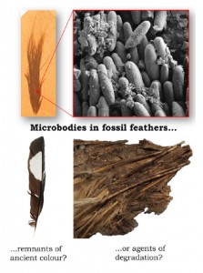 玛丽·施韦策和约翰·林德格伦