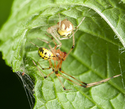 蜘蛛网蜘蛛（Theridiidae）是一种极其不同的群体，包含许多家庭物种和危险的寡妇蜘蛛（Lactrodectus sp。）。许多人也住在外面，就像这对（左边的男性，右边的女性）的Theridion捆绑了一片薄荷叶来制作一个家。一些蜘蛛网蜘蛛甚至是社交，许多人在同一网络中共同生活。照片信用：MATT BERTONE。点击放大。