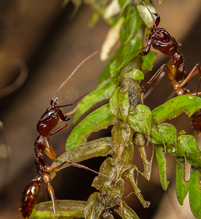 Odonopachosriksus照片信用:MagdalenaSorger点击放大