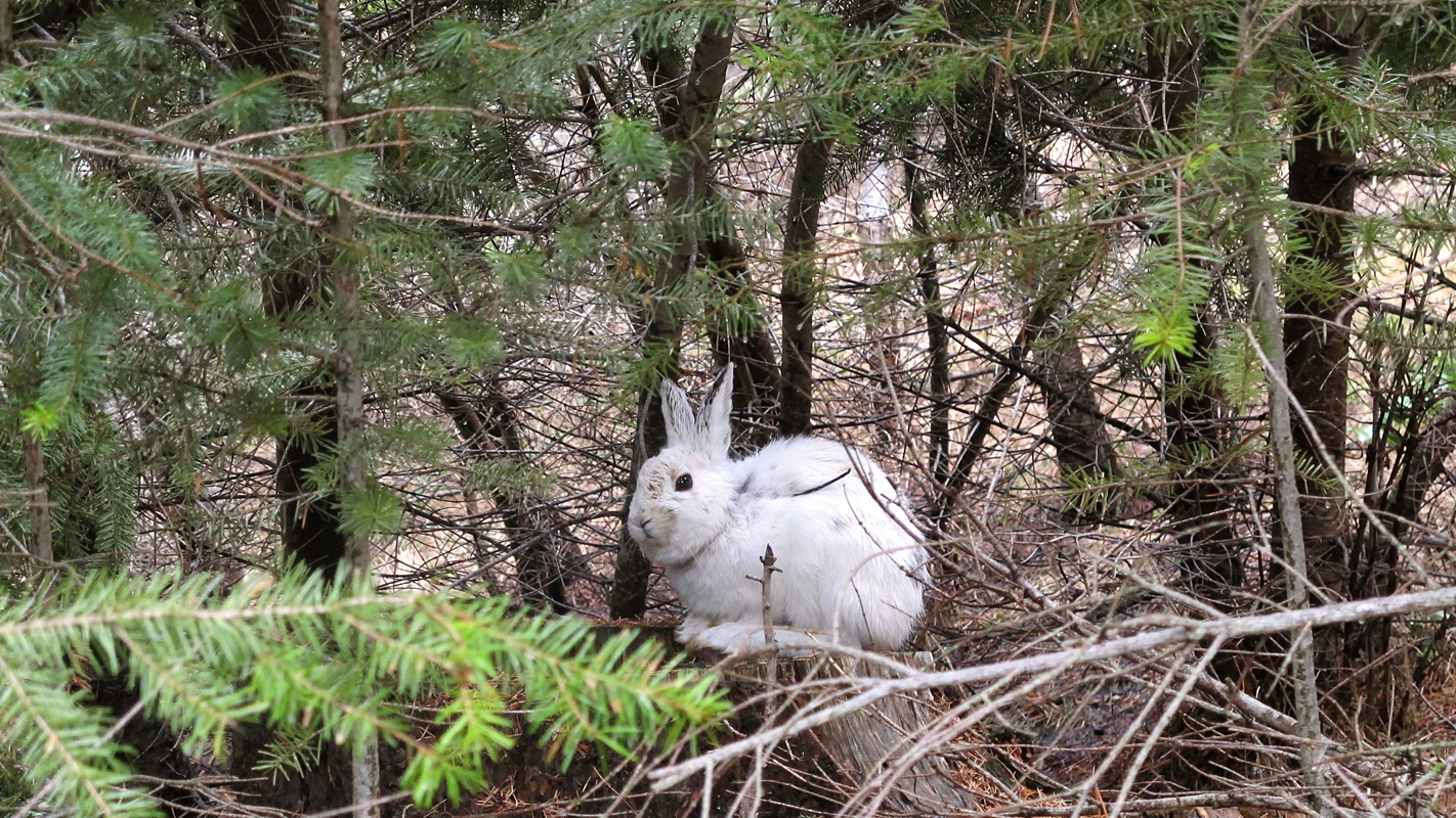 白色的雪鞋野兔在棕色的背景