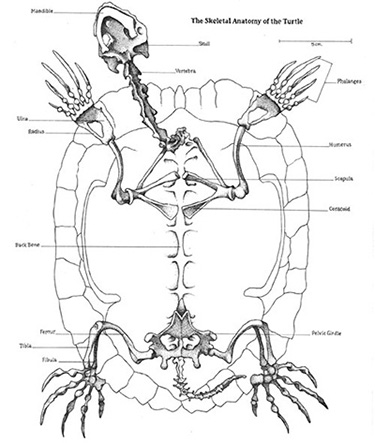 Turtle Skeleton by Anna Dulaney.