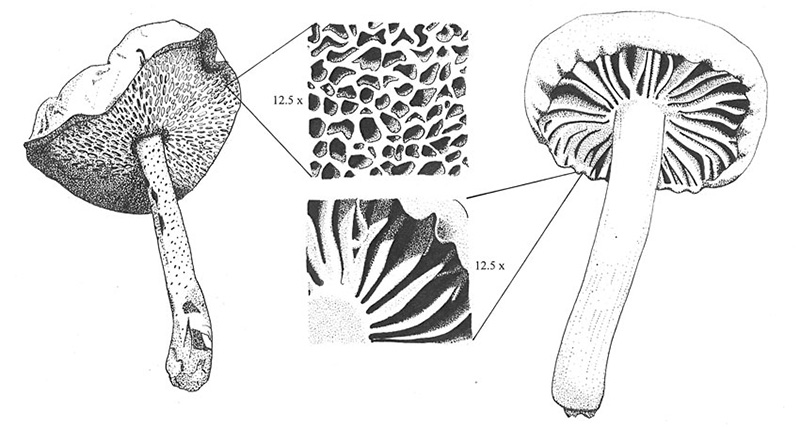 Mushrooms by William Hildreth.