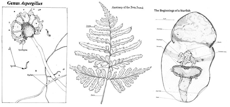 Aspergillis by Kaeleigh Soronen; Fern Frond by Alexandra Morrison; Starfish Larva by Monica Galletto.