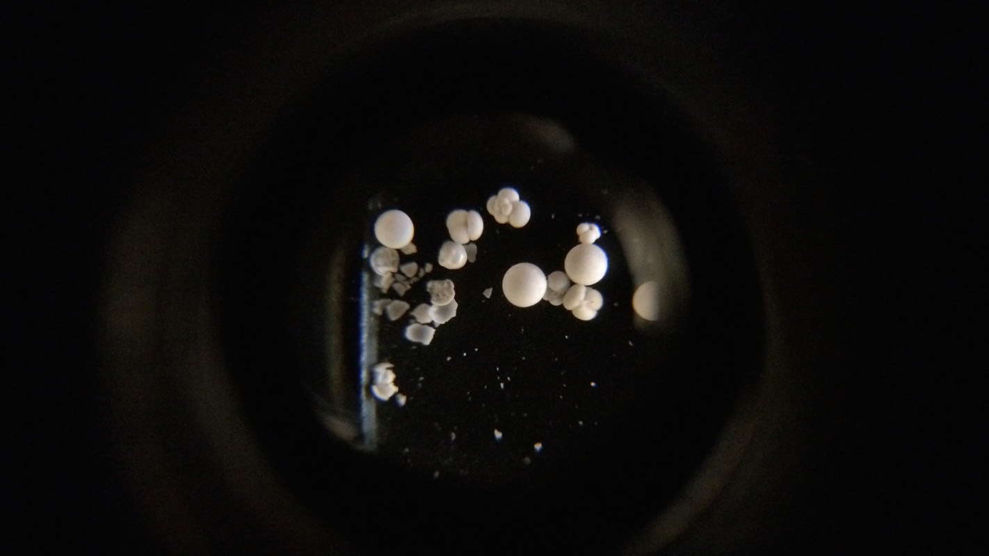 通过显微镜观看的foraminifera