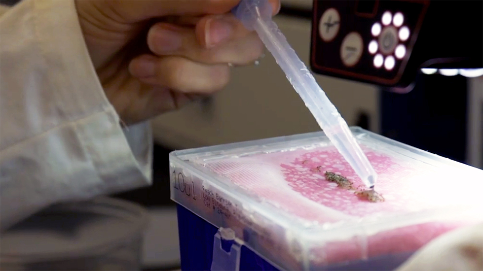 北卡罗来纳州立大学博士生索菲亚·韦伯斯特在她的昆虫学实验室工作。