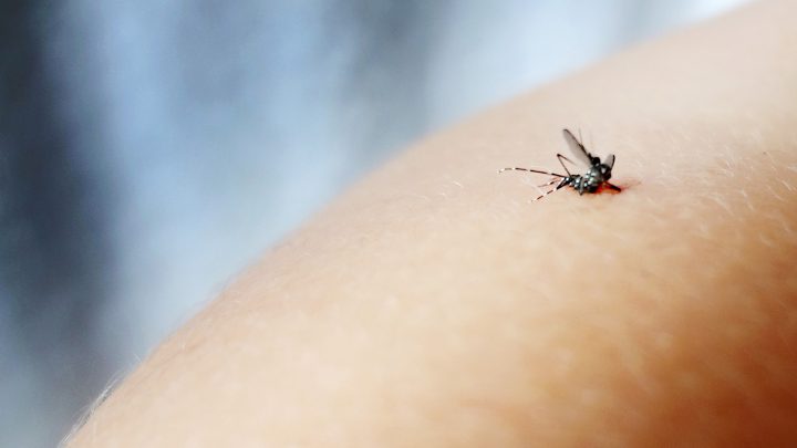蚊子吸吮人类肉体的血液。