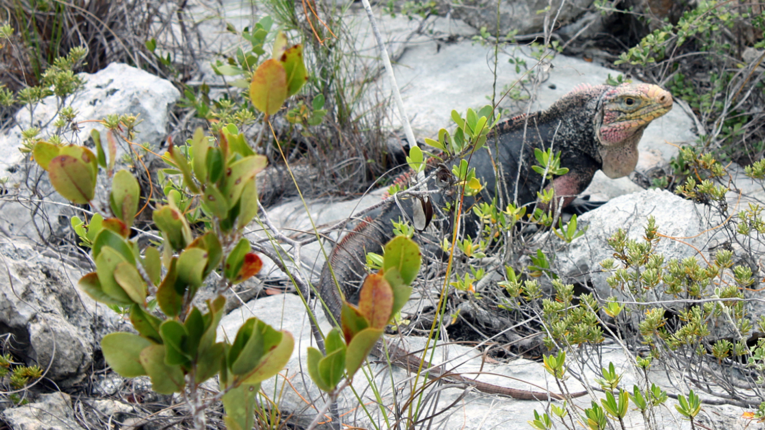 在巴哈马的岩石上的鬣鳞蜥