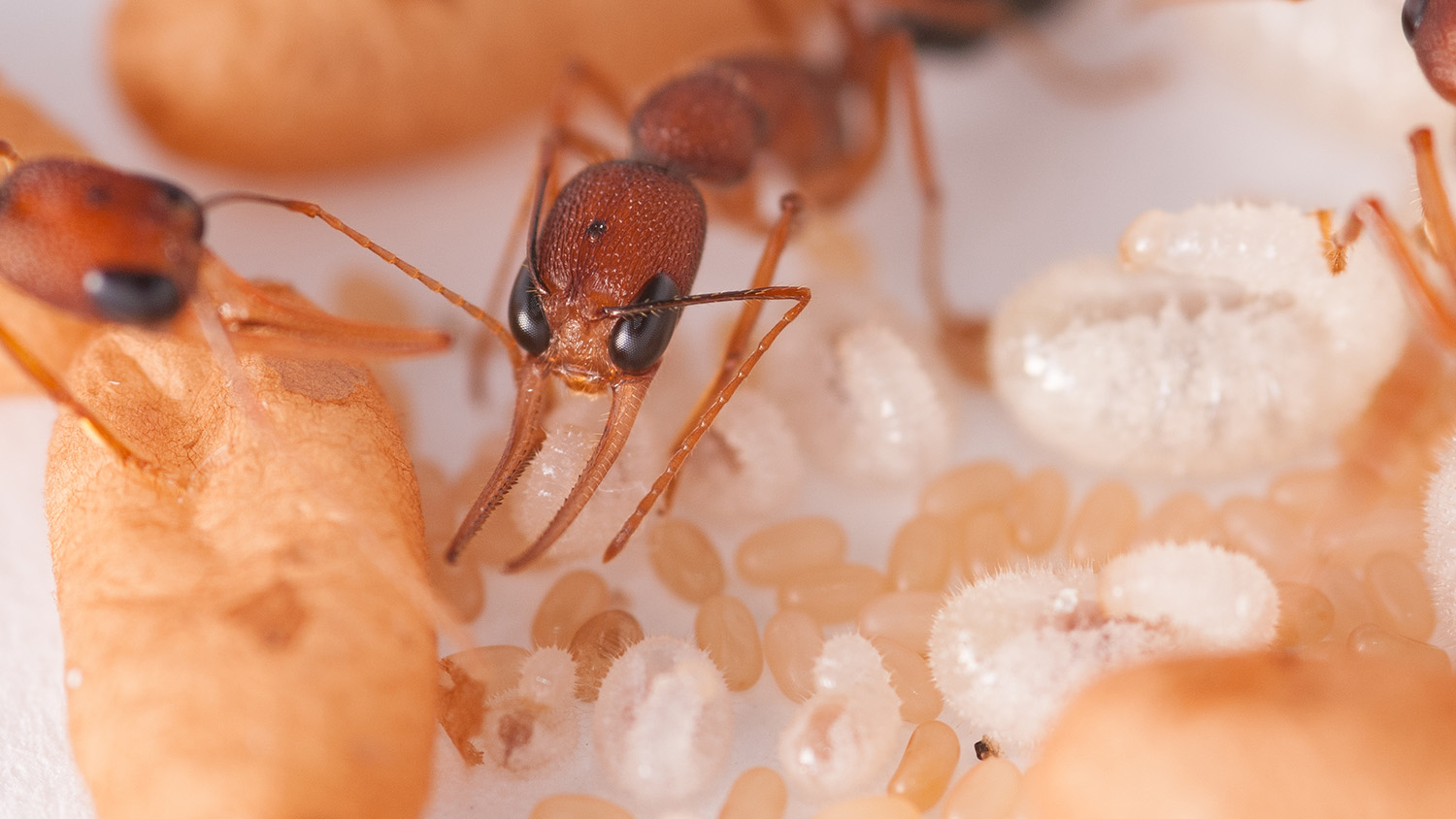 Pheromones Pheromone 告诉蚂蚁幼虫注定是王后的蚂蚁nc州新闻