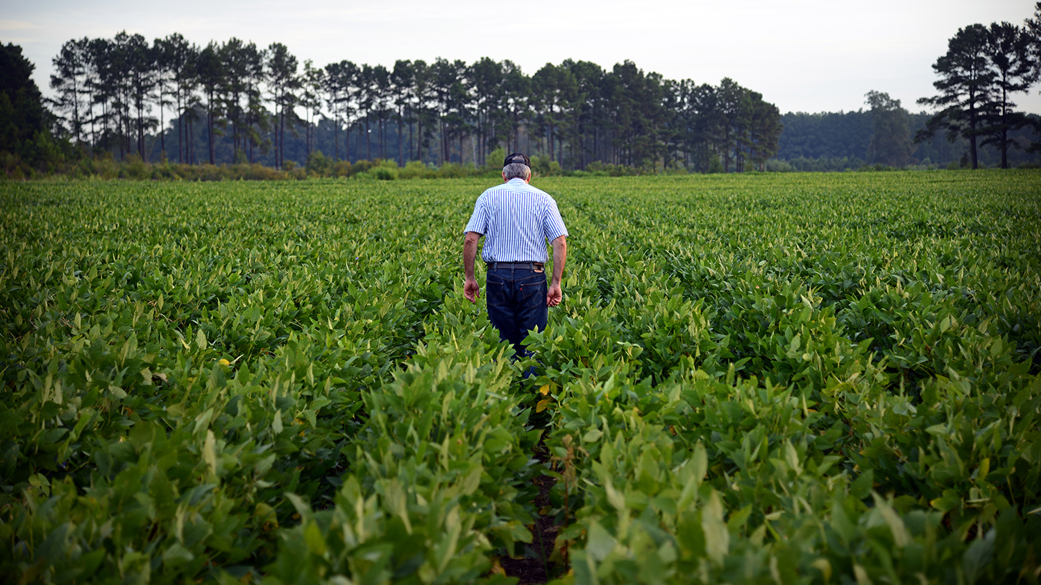 Farmer walking amongst his soybean field.