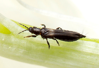 在一块绿色植被的黑蓟马。