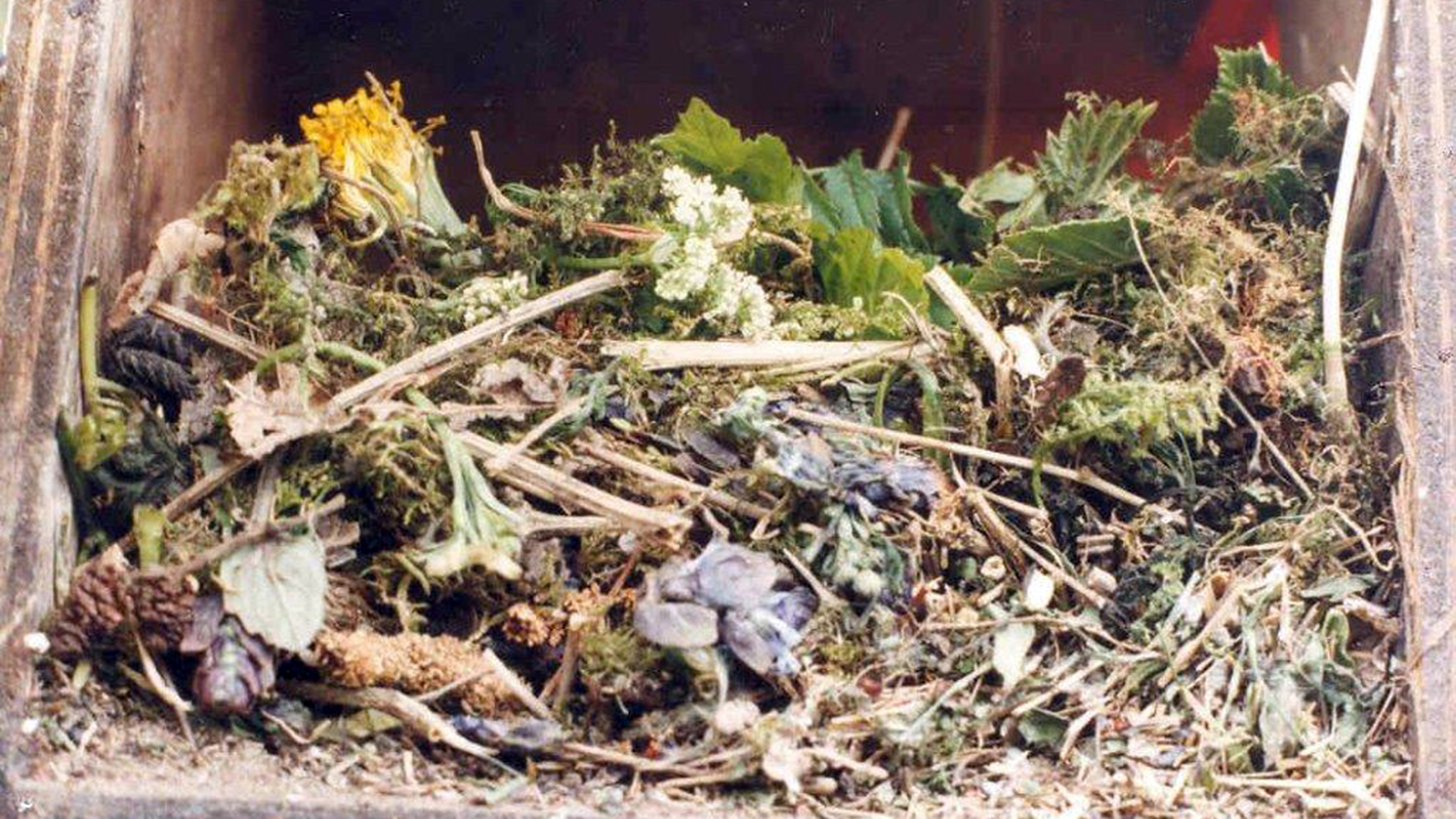 一个装着药草的盒子里的八哥巢