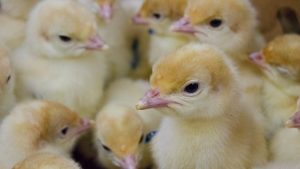 几只毛绒绒的黄色家禽，或称小火鸡，挤在畜栏里。