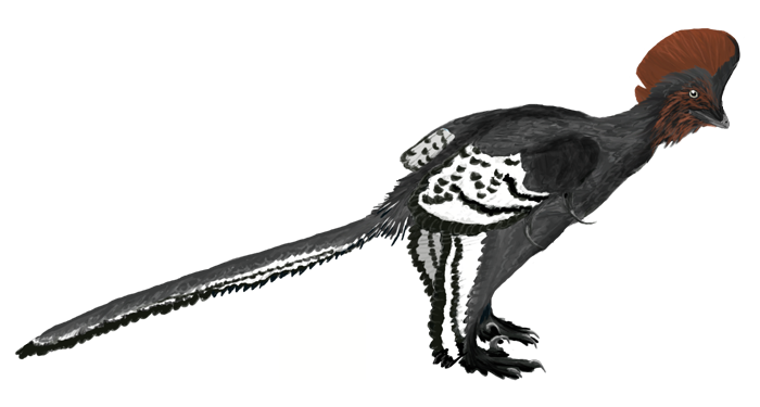 anchiornis huxleyi的例证